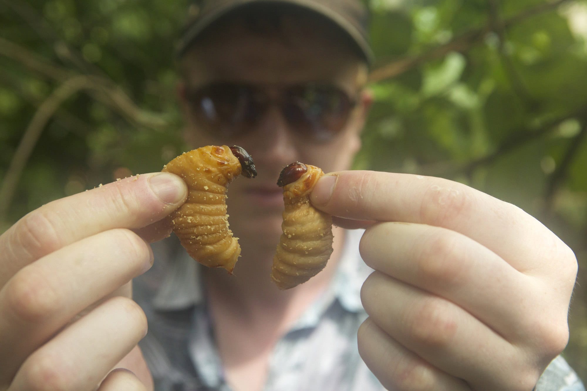 Bugs