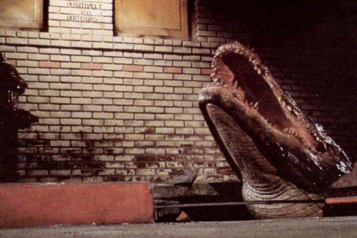 Alligator