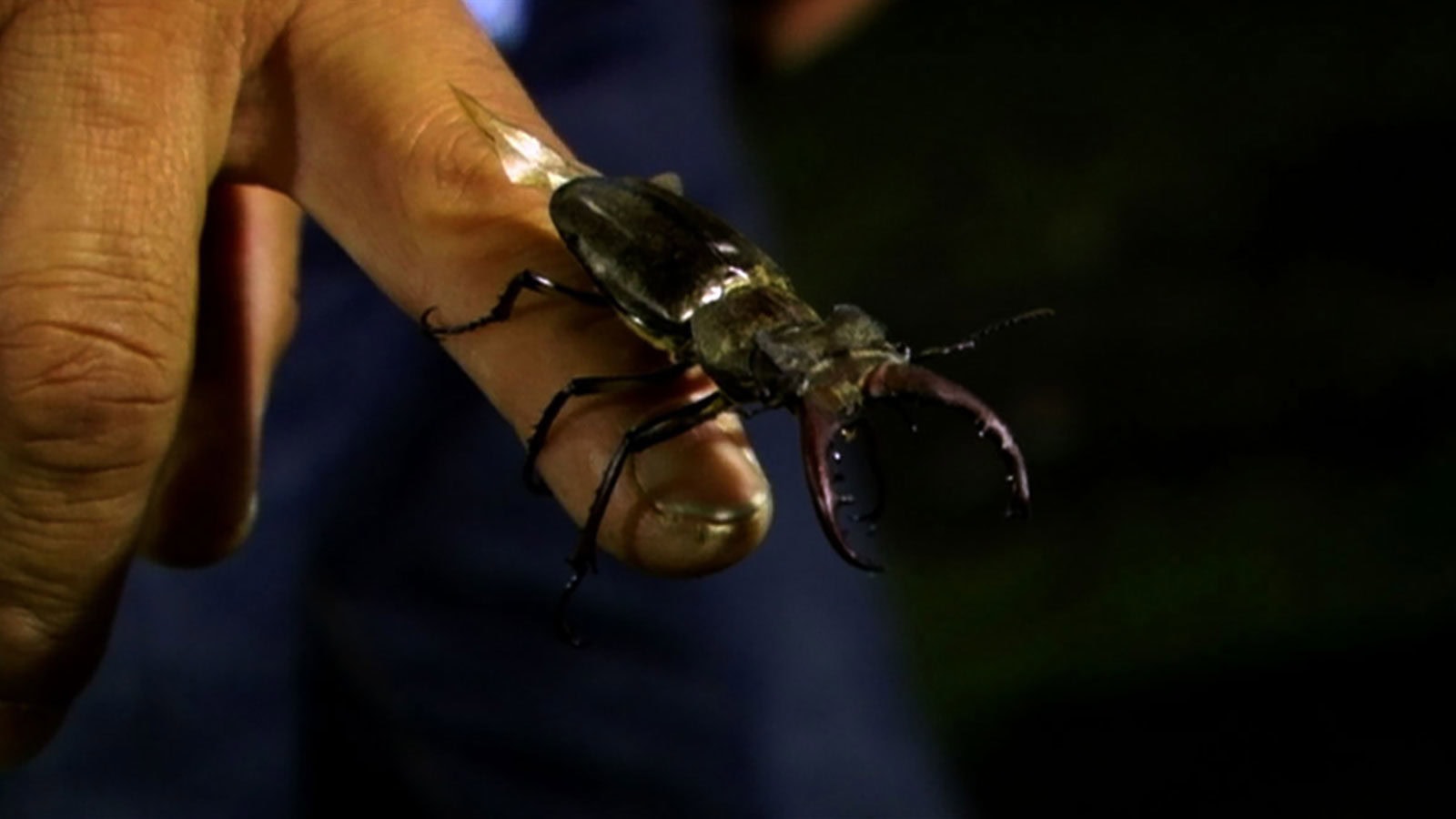 A Movie a Day, Day 10: Beetle Queen Conquers Tokyo