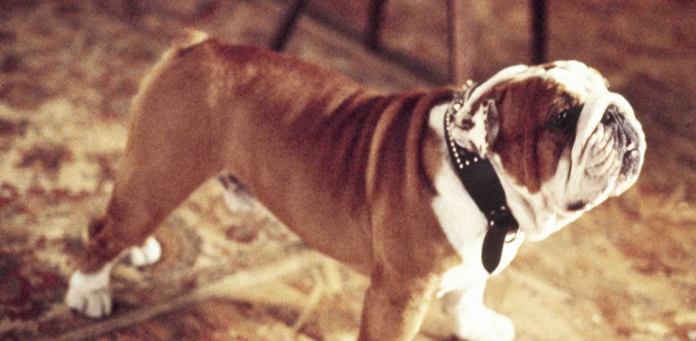 Van Wilder