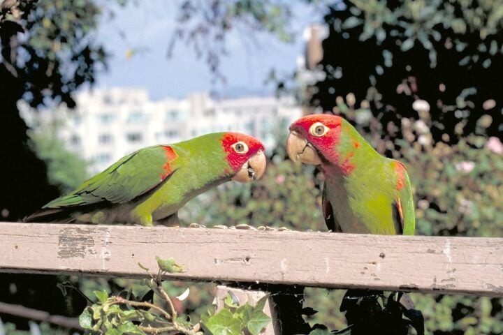The Wild Parrots of Telegraph Hill