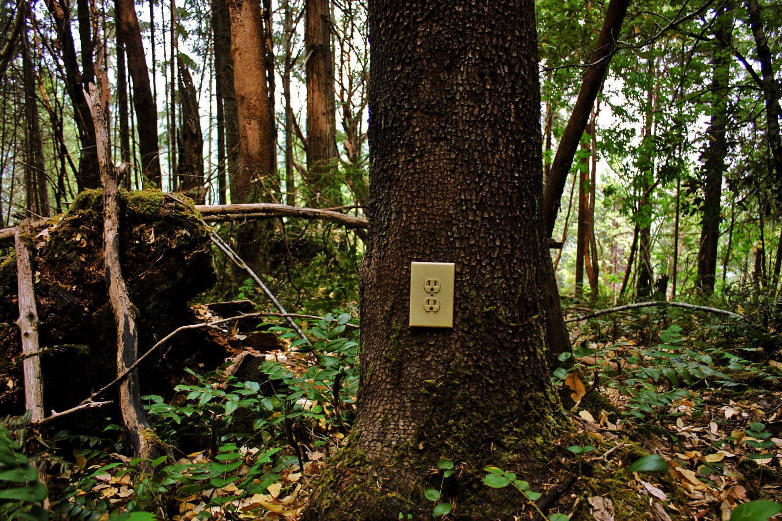 Review The Woods Slant Magazine