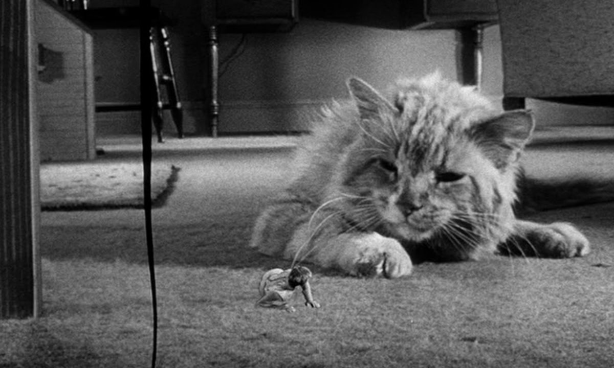 The Incredible Shrinking Man