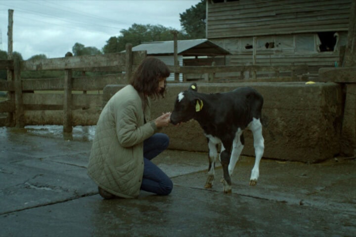 The Cow Who Sang a Song Into the Future