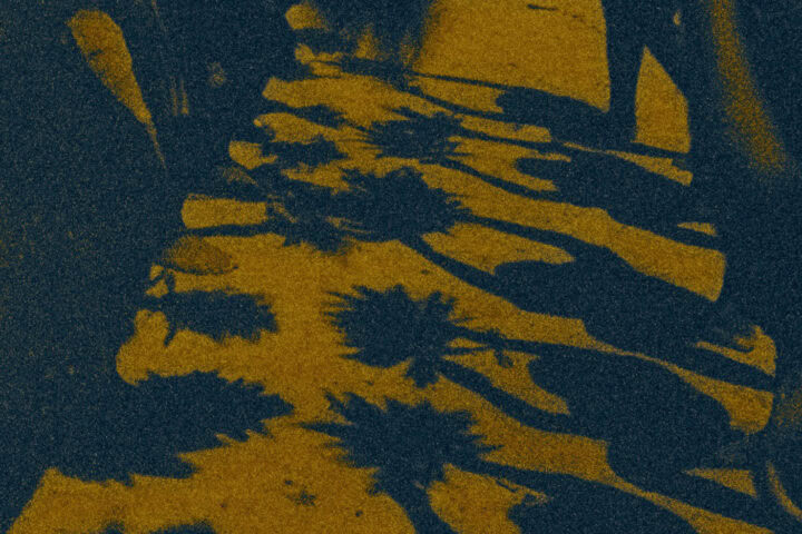 The Memory of Butterflies