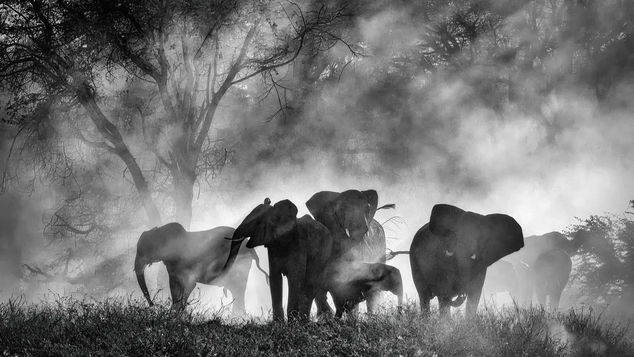 Ghost Elephants