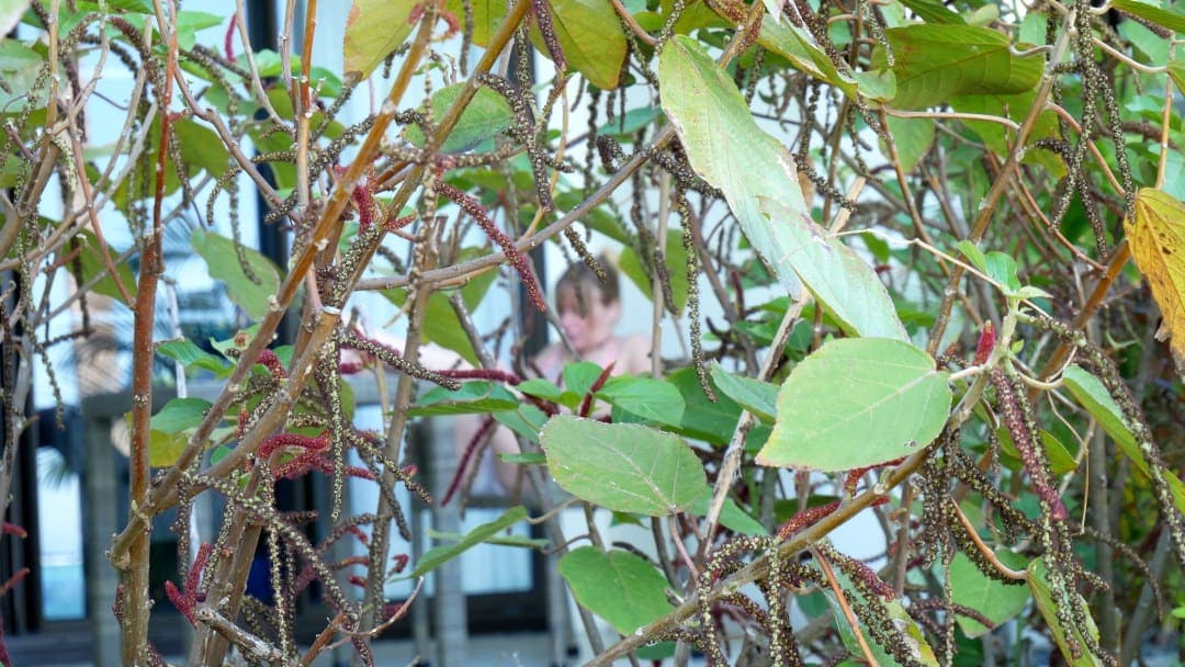 Emily sitting at table through plants