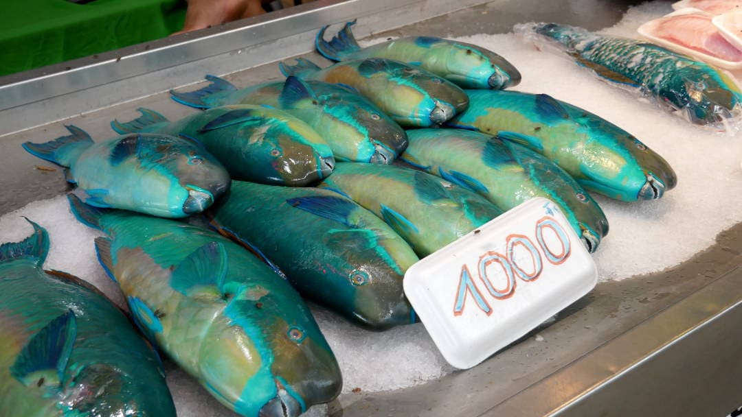 Parrot fish on sale at the market in Tahiti