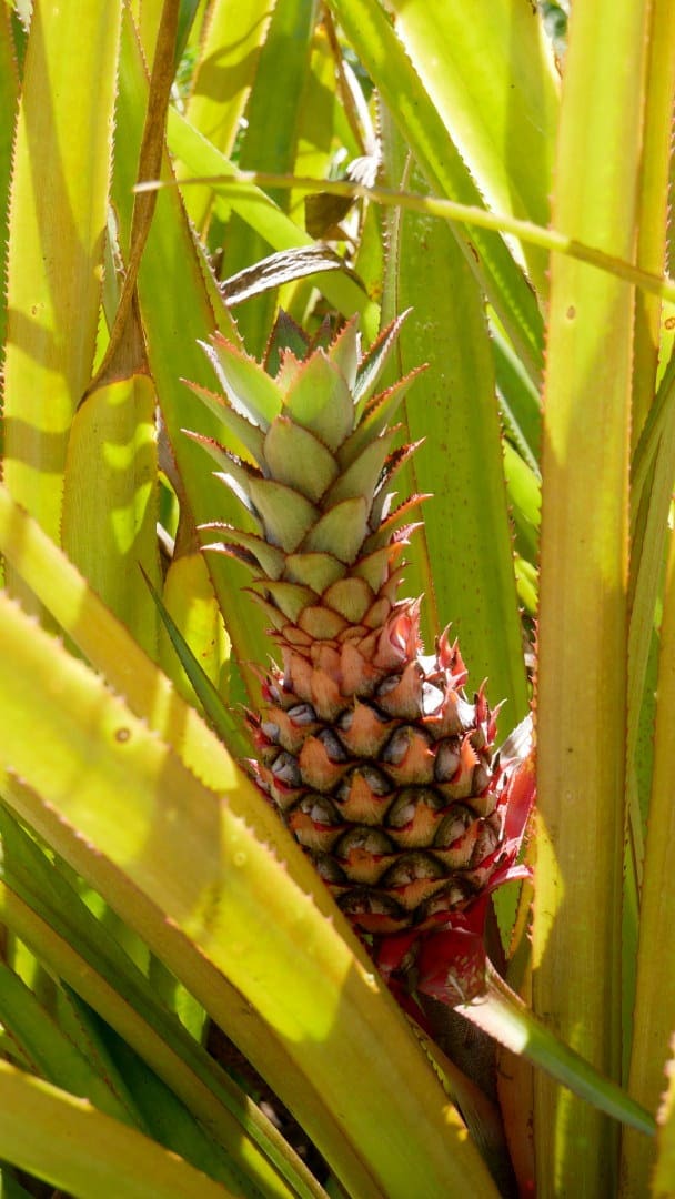 Pineapple on plant