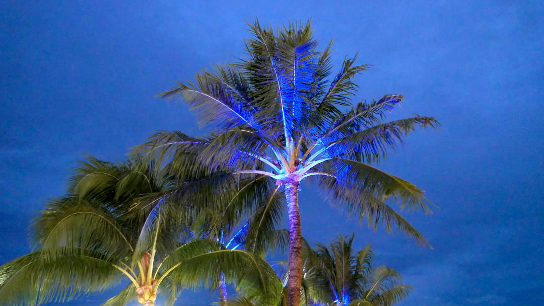 Blue light shining underneath a palm tree at night