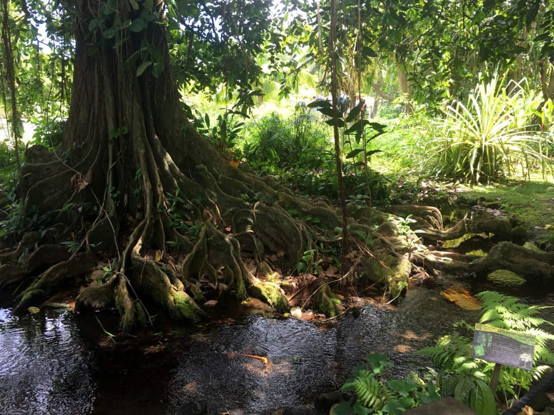 Large tree with large roots by a stream in Tahiti