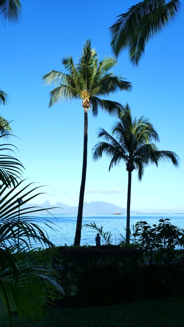 Two palm tree silhouettes by the ocean in Tahiti