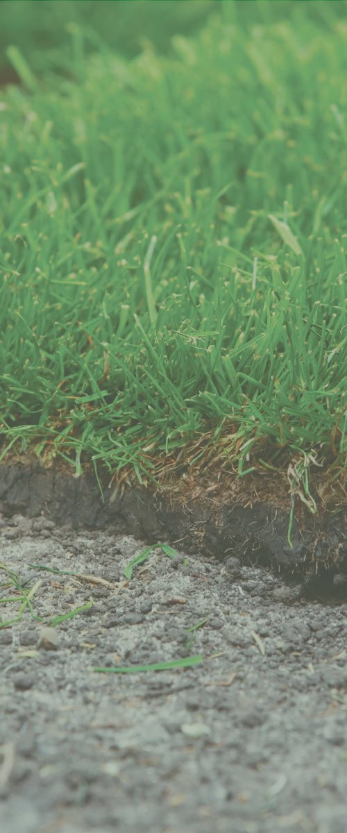 close up of grass sod