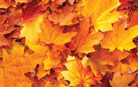 close up of pile of leaves