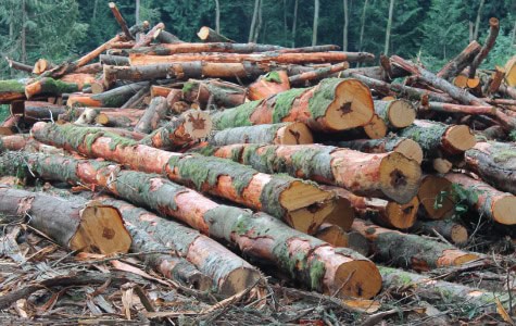 stacked pile of cut tree trunks