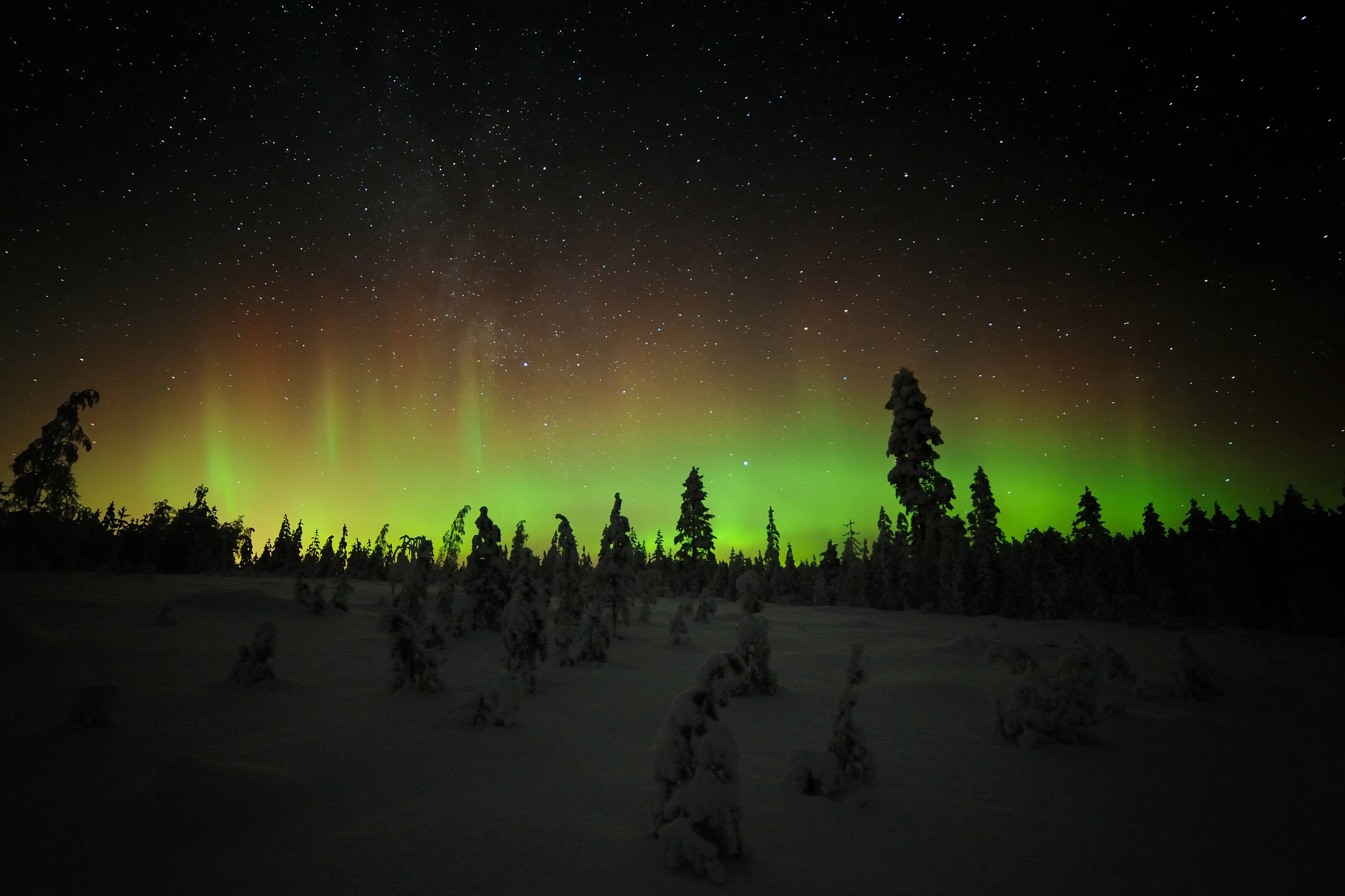 Polar Night Snowshoe Trek in Forest