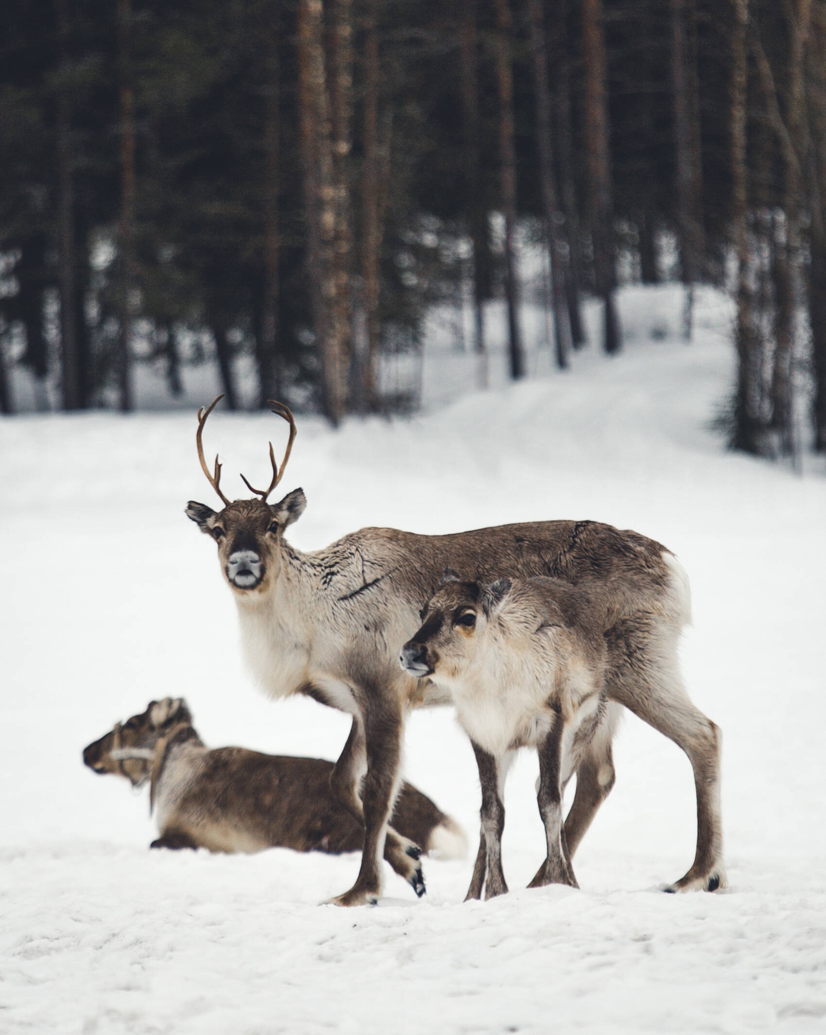 Discover Inari: Reindeer Farm, Open Fire Lunch, Sámi Museum & Nature CenterDay in Inari