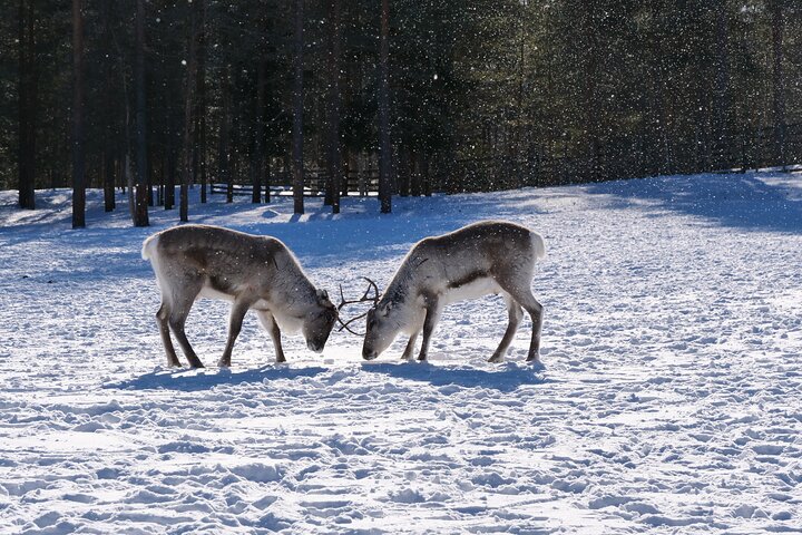 Discover Inari: Reindeer Farm, Open Fire Lunch, Sámi Museum & Nature CenterDay in Inari