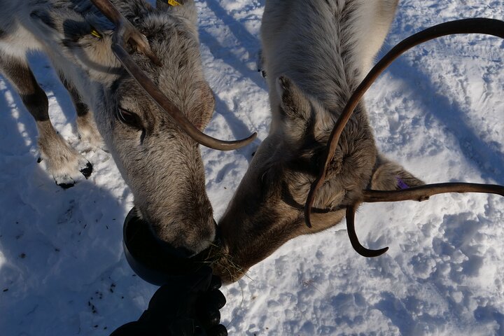 Discover Inari: Reindeer Farm, Open Fire Lunch, Sámi Museum & Nature CenterDay in Inari