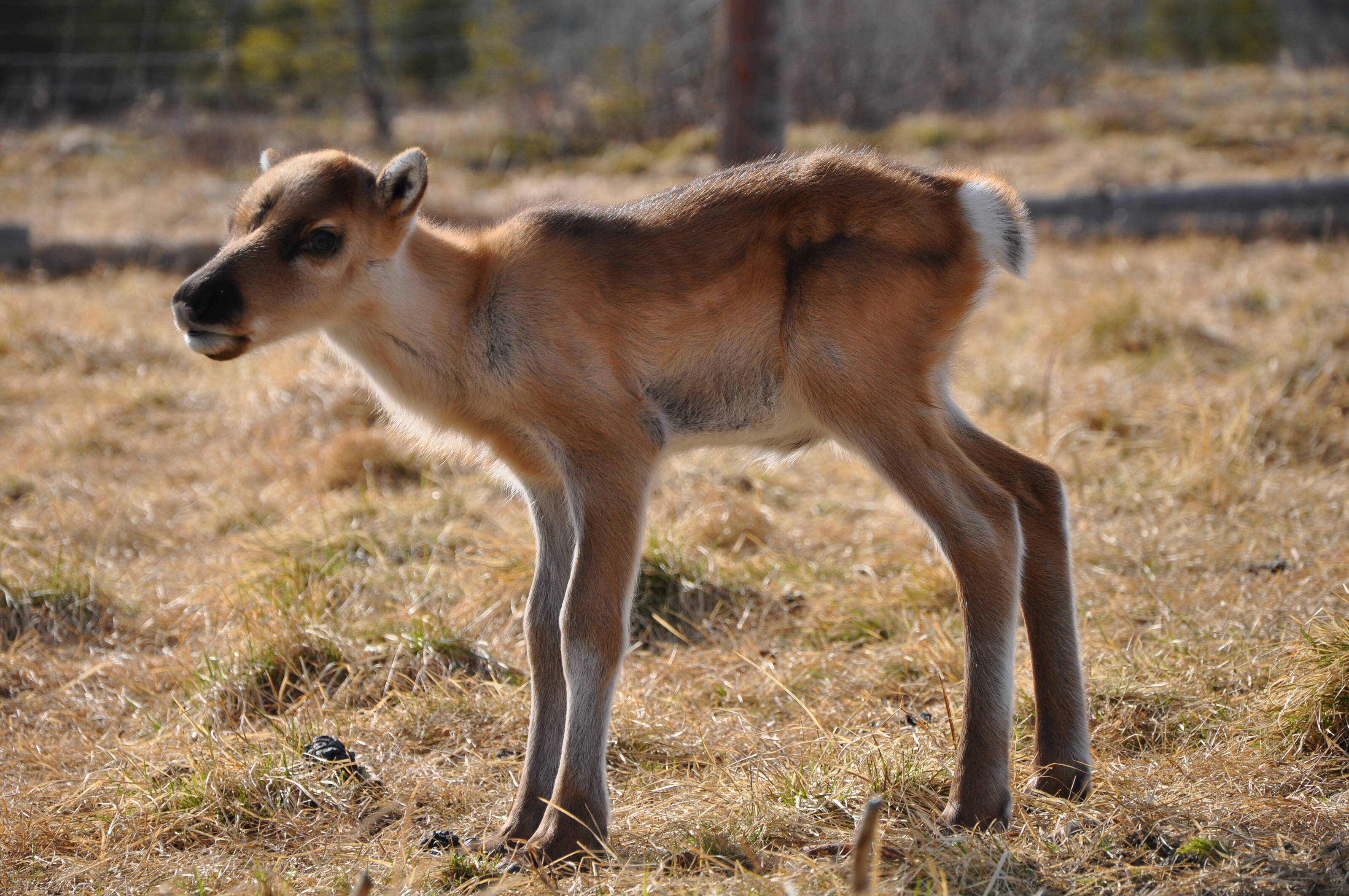 Discover Inari: Reindeer Farm, Open Fire Lunch, Sámi Museum & Nature CenterDay in Inari