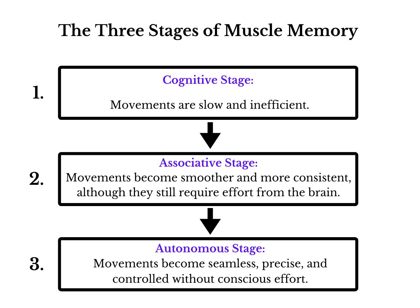 3 stages of muscle memory
