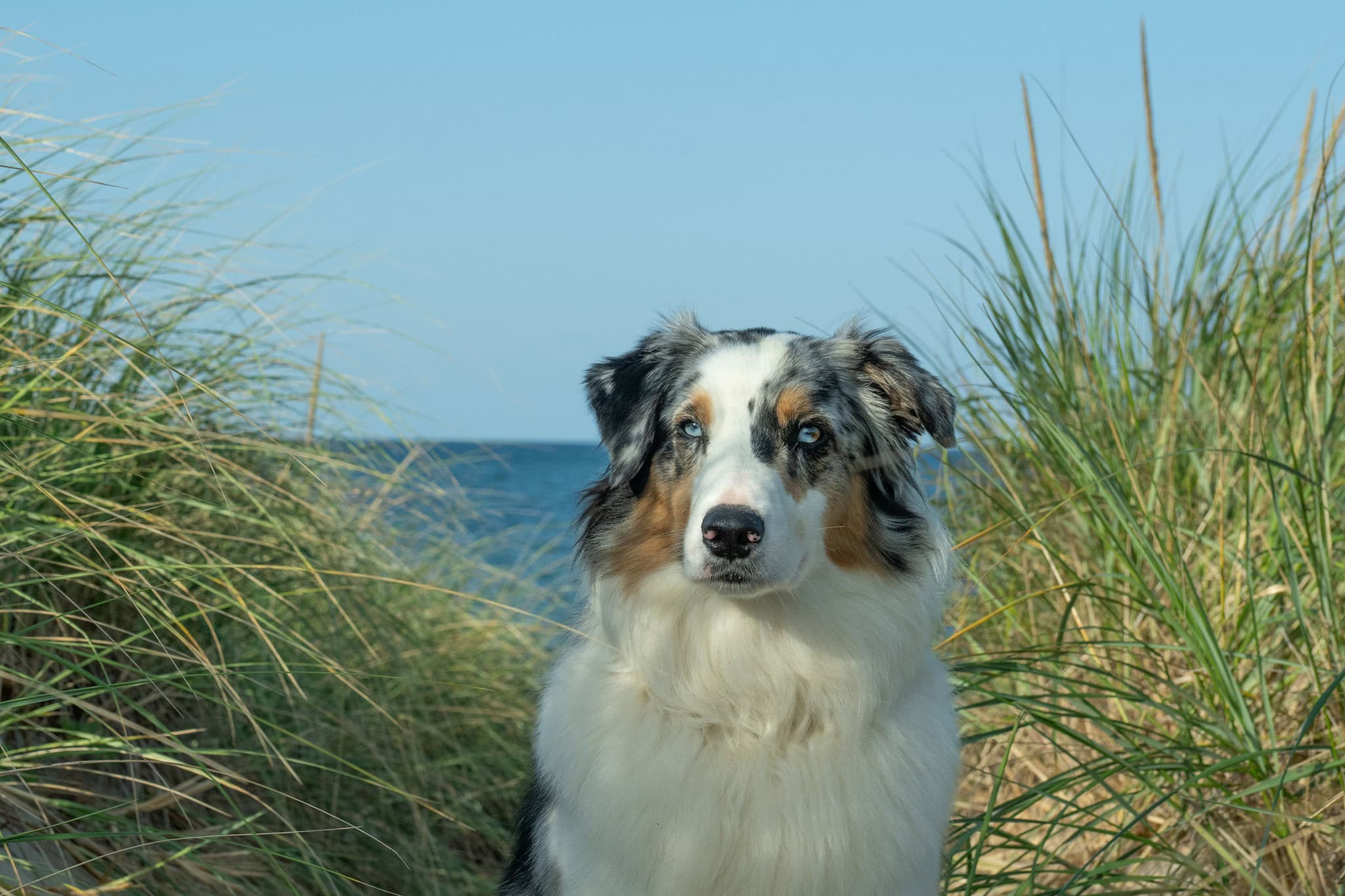 Australian shepherd at a dog portrait session on Cape Cod, MA
