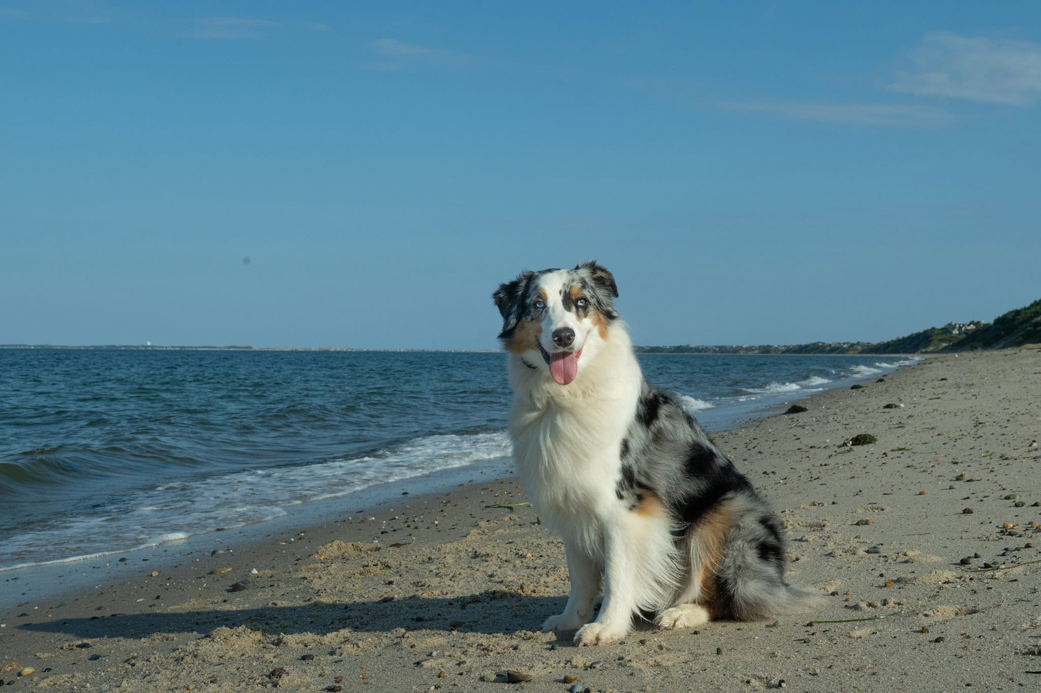 Australian Shepherd portrait on Cape Cod by dog photographer Donna Kelliher Photography