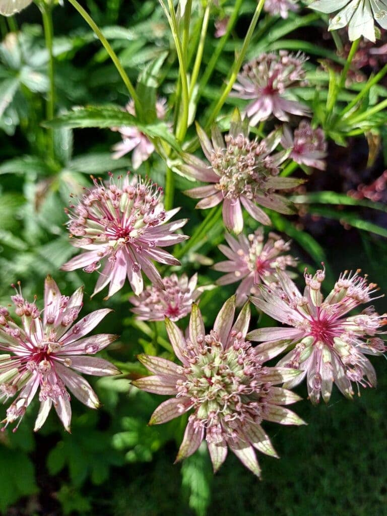 Astrantia Major, Astrantia Major Buckland, Lakeside Garden - Hardy ...