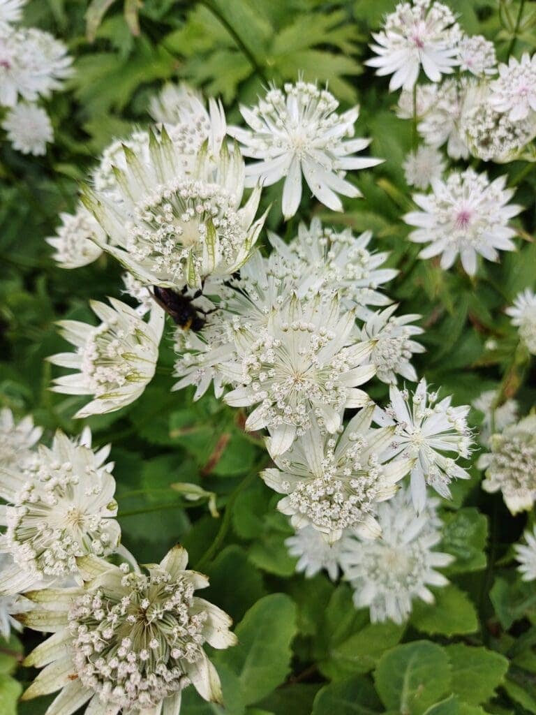 Astrantia Major, Astrantia Major Buckland, Lakeside Garden - Hardy ...