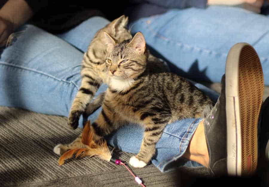Kittens resting on denim jeans looking to the left in a moment of stillness