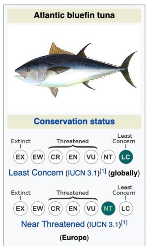 A photo of Atlantic Bluefin's conservation status from Wikipedia featuring the IUCN red list status.