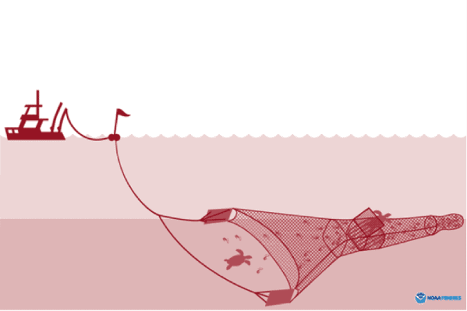 Turtle Excluding Device