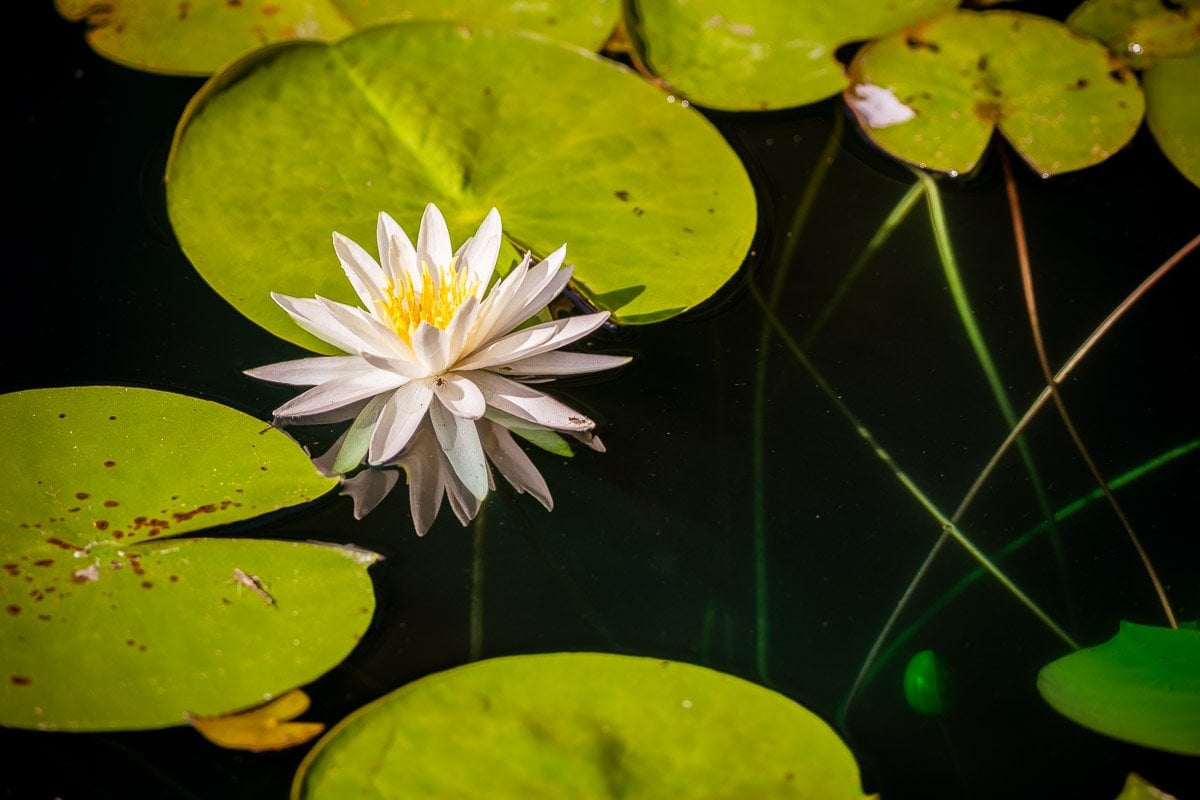 Water Lily with Lily Pads