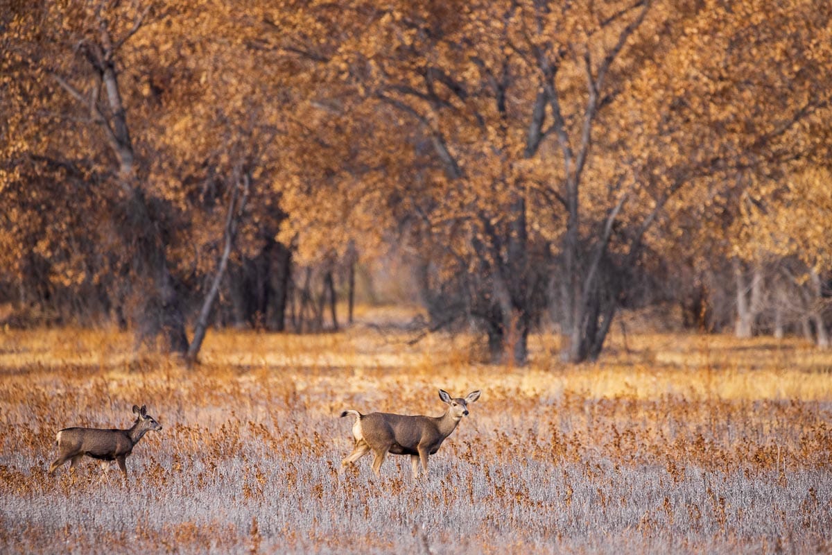 Autumn at Bosque Del Apache brings a beautiful backdrop to the fields where the deer play.