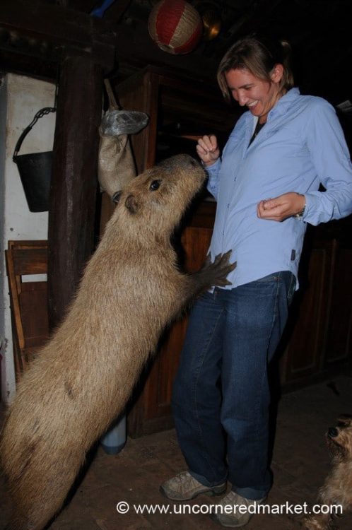 Paraguay Travel, Capybaras