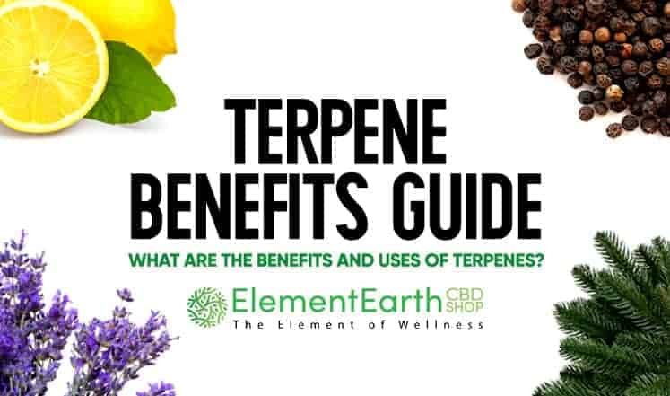 What are terpenes?
