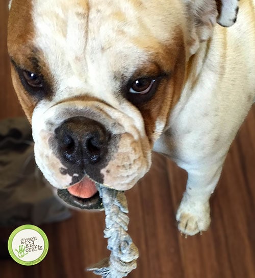 How to make Dog and Cat Toys from a Shirt Green Kid Crafts