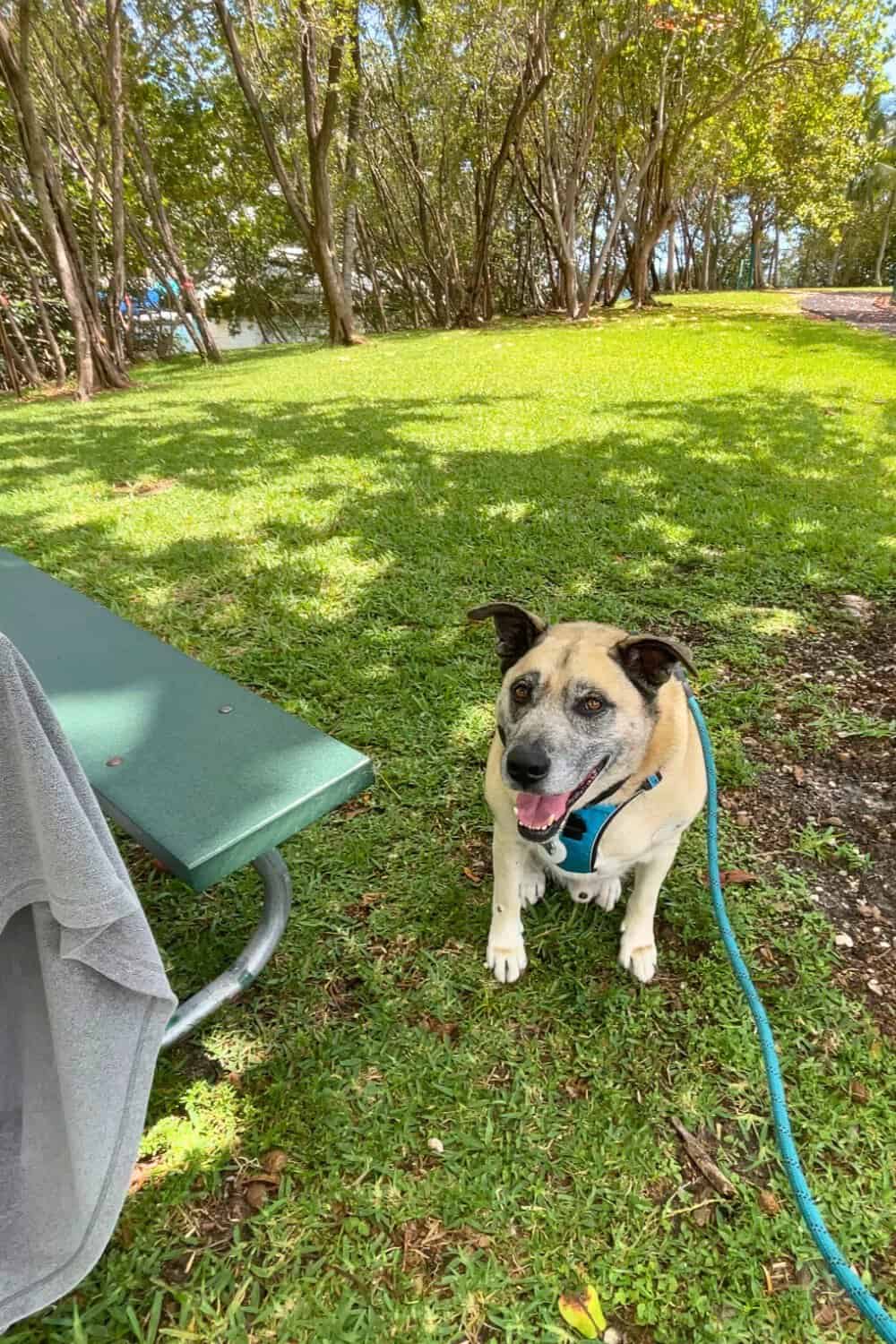 9-ways-to-celebrate-happy-dog-day-this-2024-life-with-chevy