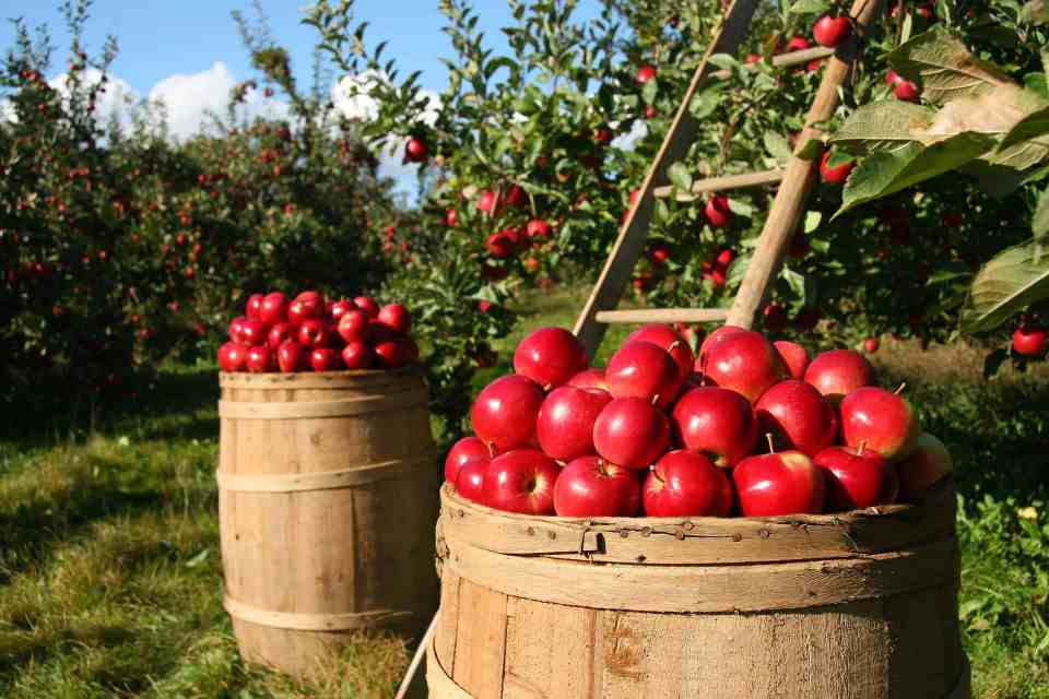 Bestuiving fruit - en groenteteelt 1