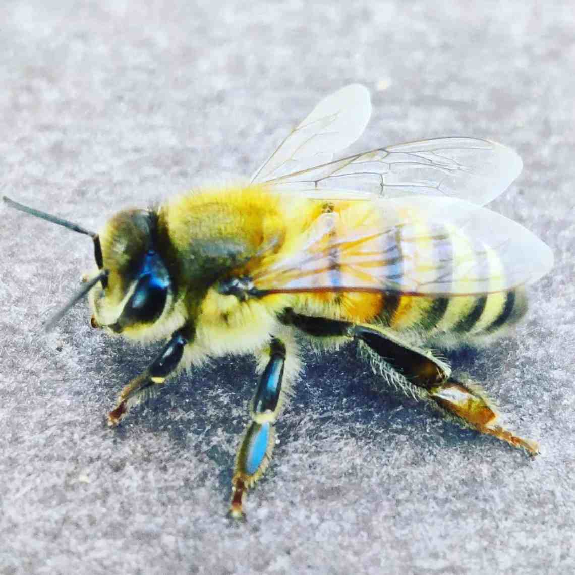 Apis-mellifera