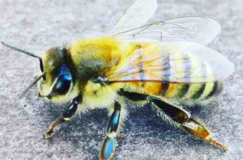 Apis-mellifera