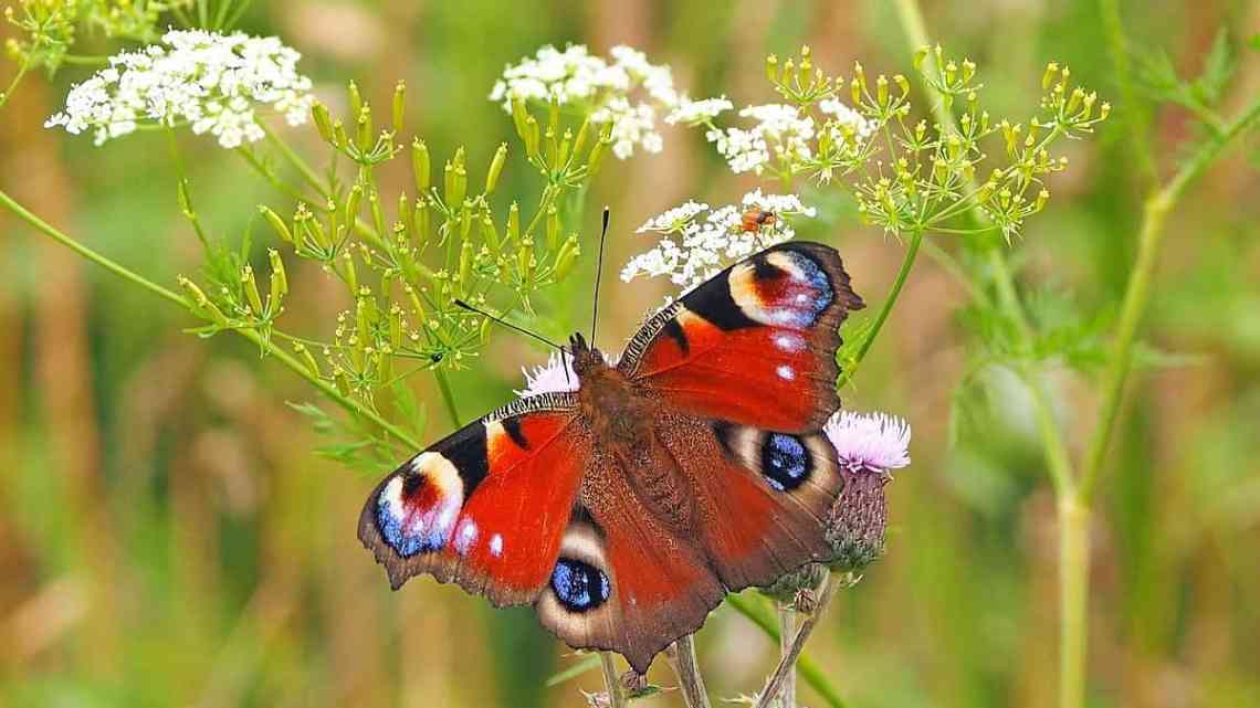 butterfly