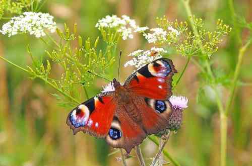butterfly