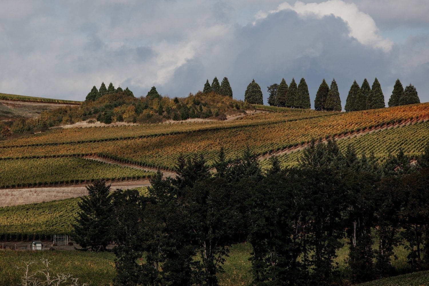 Beautiful Zenith Vineyard Wedding