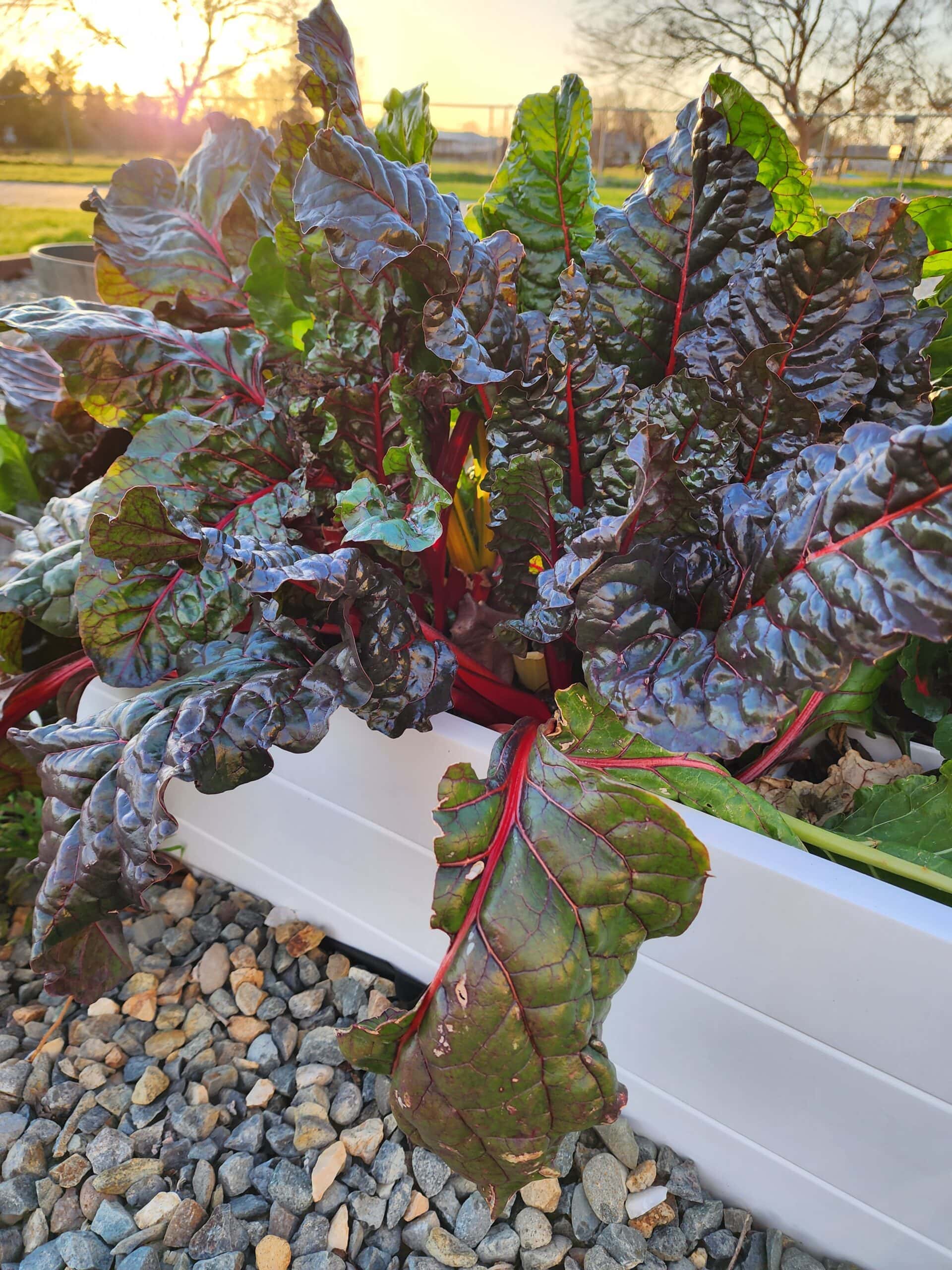 How To Grow Rainbow Chard