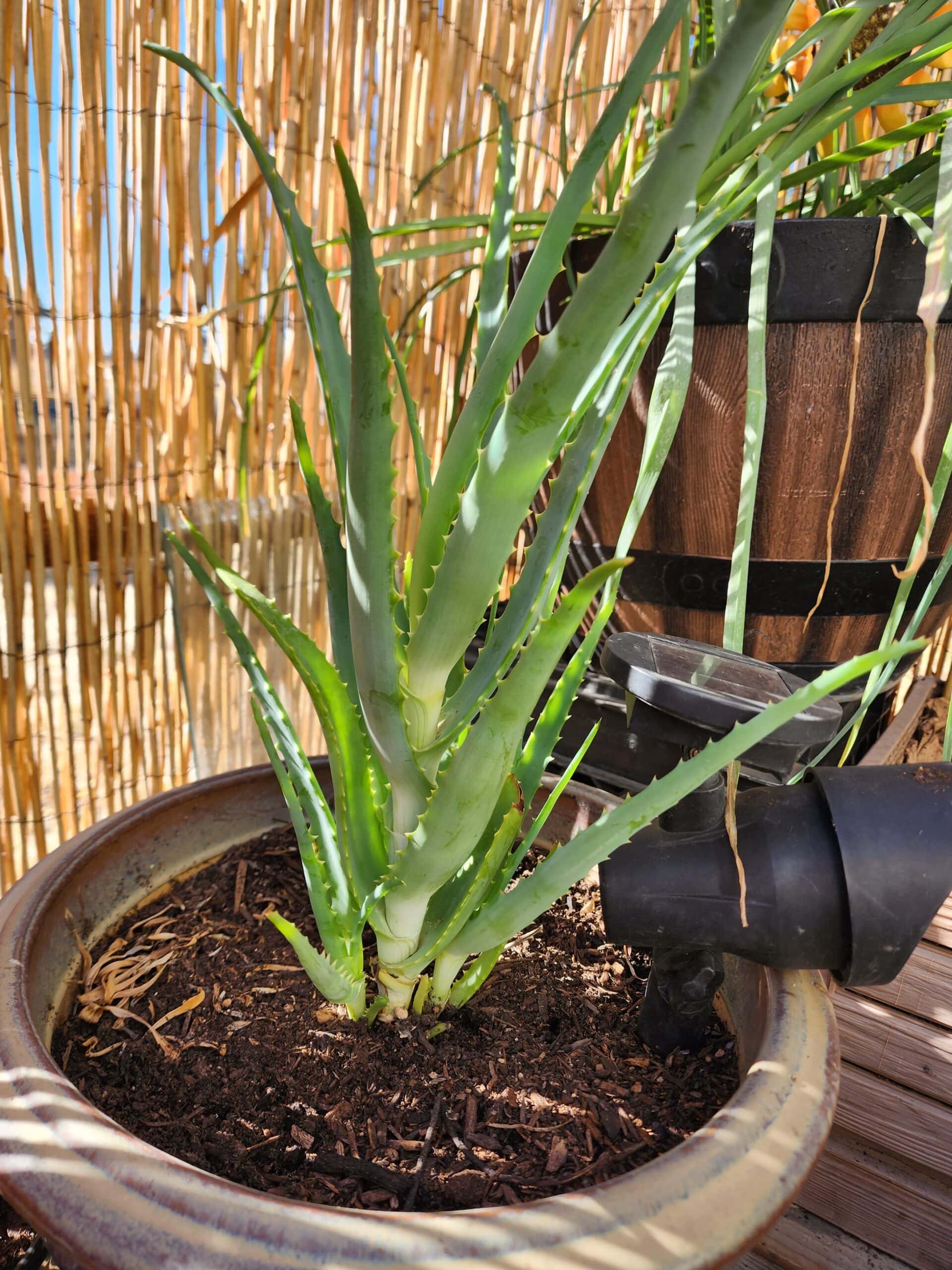 Propagating Aloe Vera
