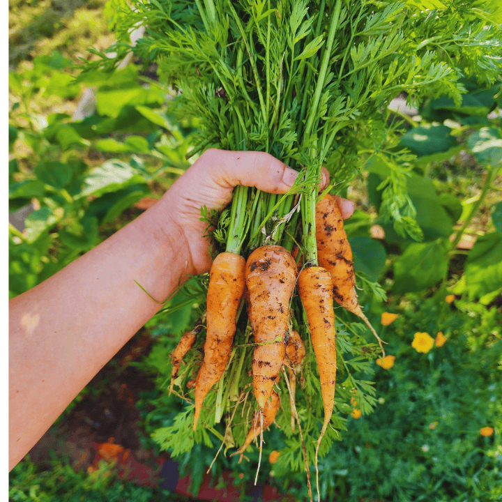 Budget Gardening: Create a Productive Garden on a Budget