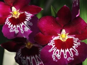 reinhart orchideeen haren Martini Hotel Groningen