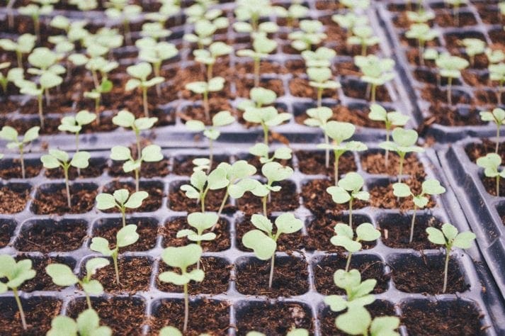 small seedlings in garden 