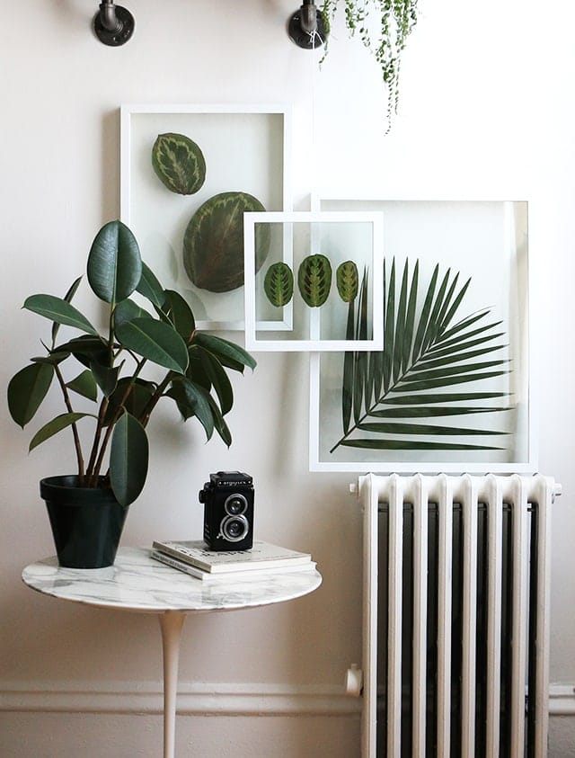 DIY pressed plants in frame